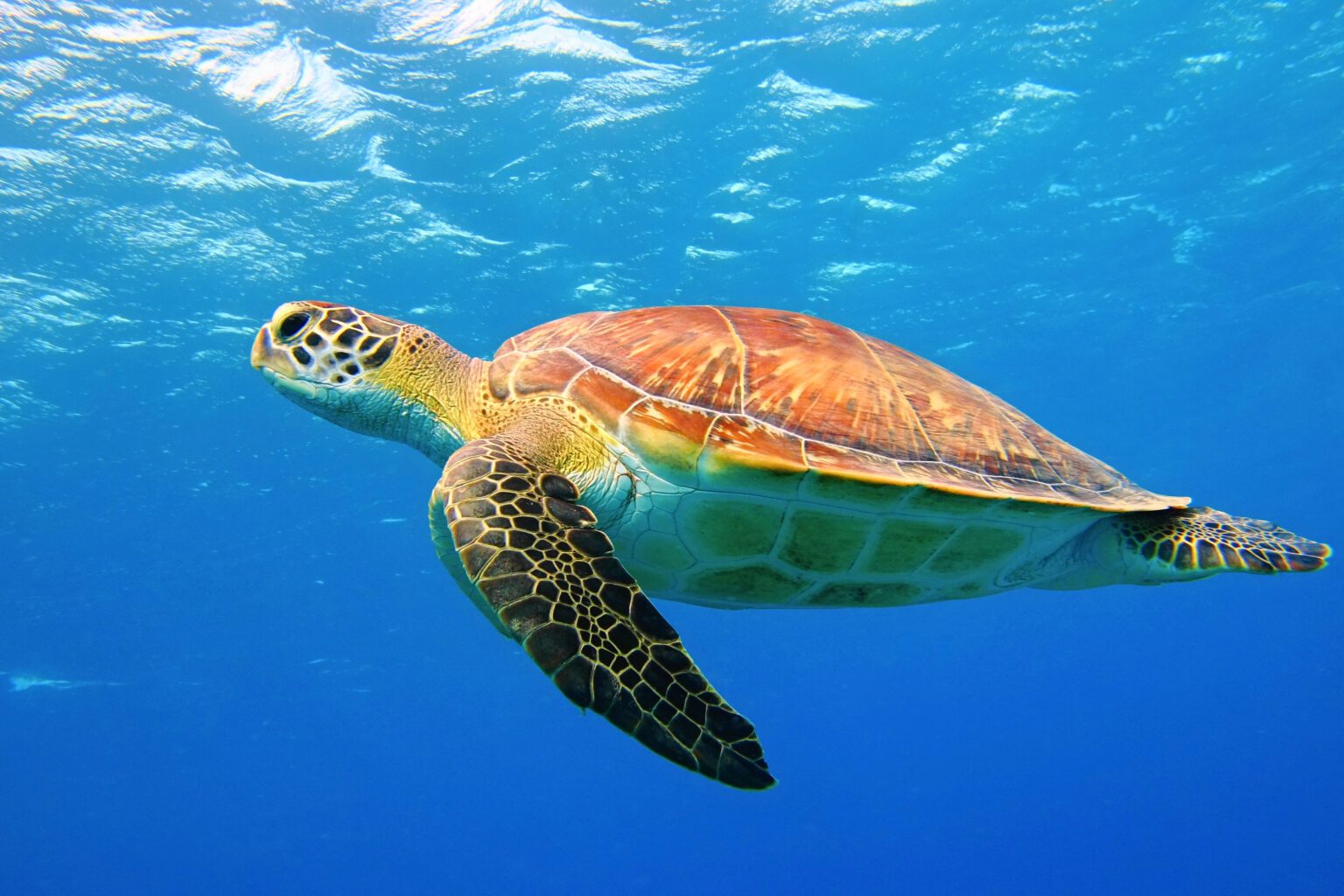 Zakynthos Sea Turtles
